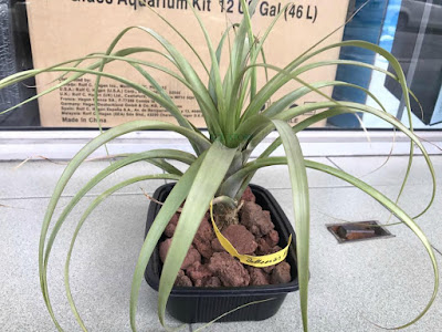 Grow and care Tillandsia belloensis air plants