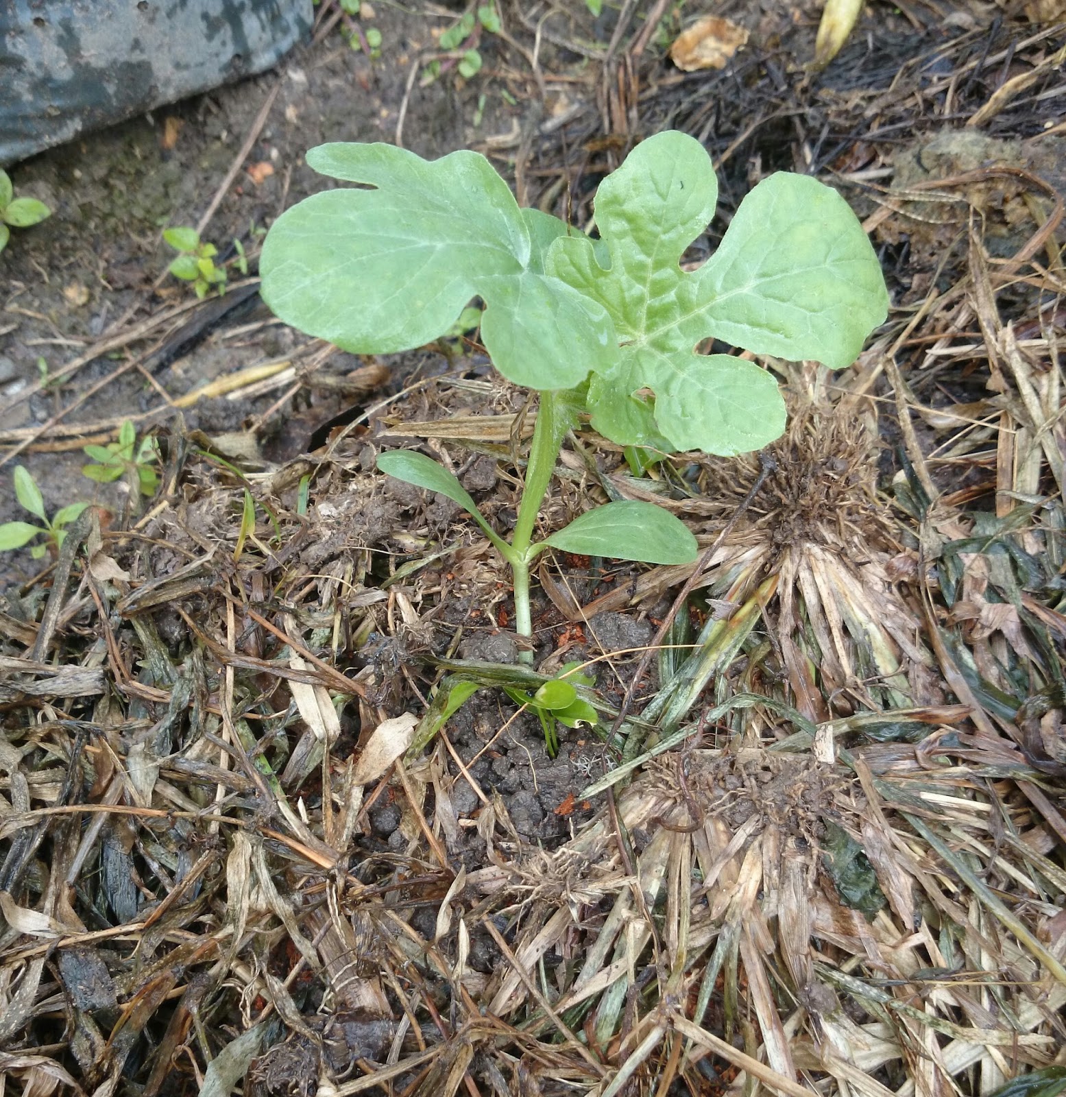 PANDUAN MENGALIHKAN ANAK POKOK  TEMBIKAI PADA BATAS 