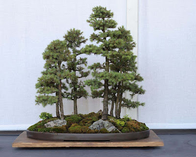 Black-Hills-Spruce-bonsai-forest-planting