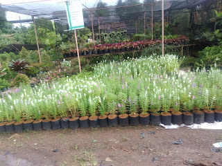 Jual Pohon Lavender Bunga Putih | Tanaman Hias Pengusir Nyamuk | Tanaman Bunga | Pohon Lavender Bunga Ungu