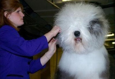 Worst Dog Haircuts Ever