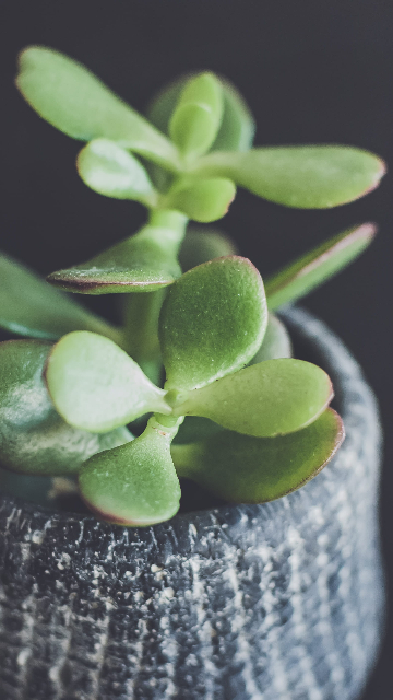 jade plant bonsai benefits