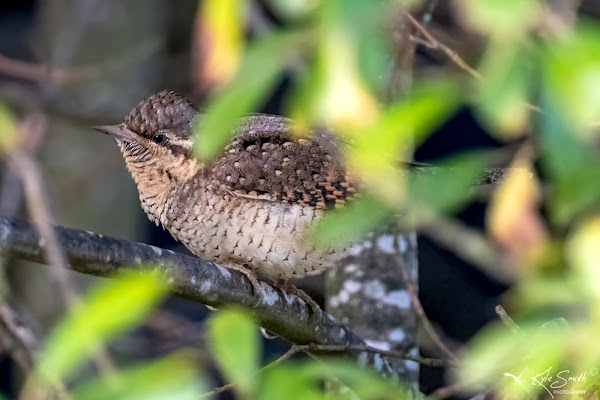 Wryneck