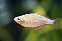 Schooling Melanotaenia Praecox Neon Rainbowfish Species