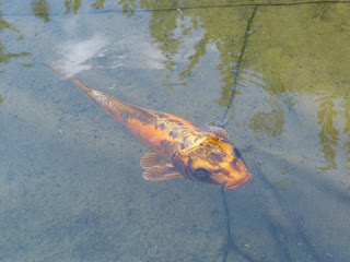 Carpe koï - Carpe de brocart - Cyprinus carpio