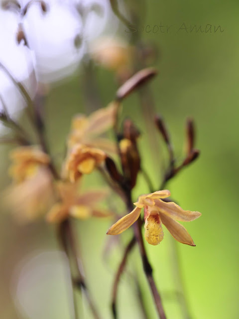 Lecanorchis japonica