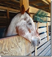 Riverwalk and horses 021