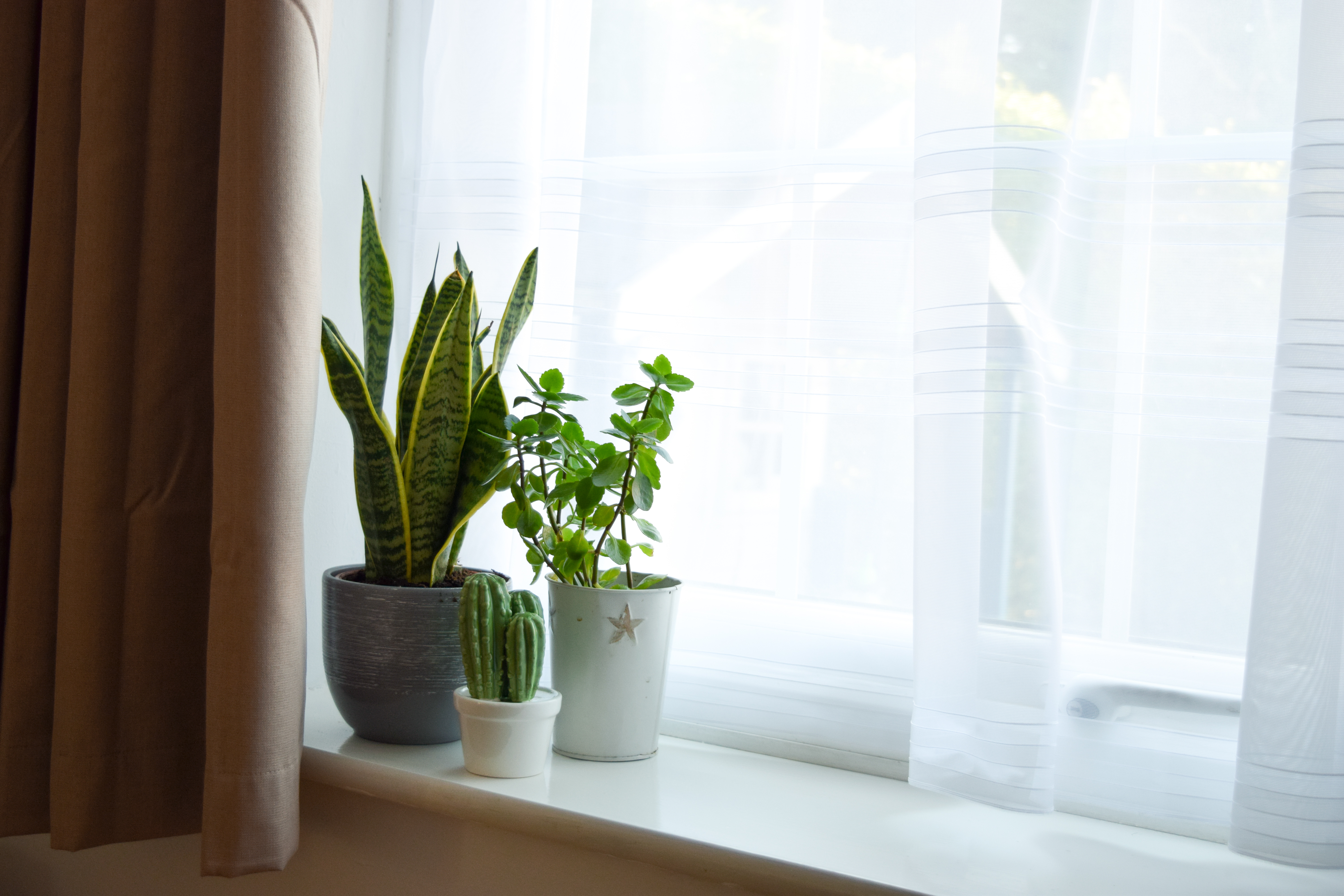 Plants on a window sill