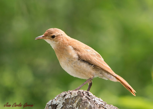 Avistaje de aves en Argentina, Salta. Birdwatching y fotografía de Juan Carlos Gorrini.