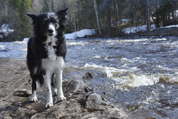 vårfølelse border collie