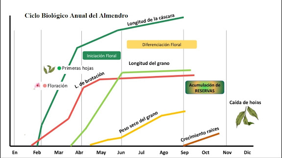 Ciclo Biológico Anual del Almendro. Juan Paco Marsilla. Soluciones en el Cultivo Ecológico del Almendro