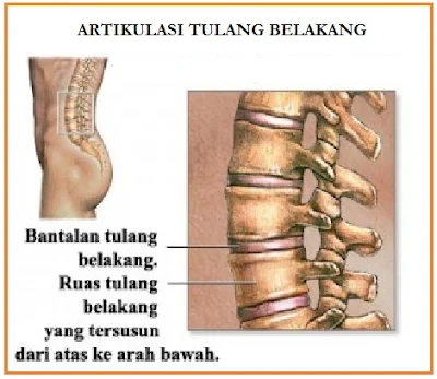 amfiartosis pada sendi tulang belakang