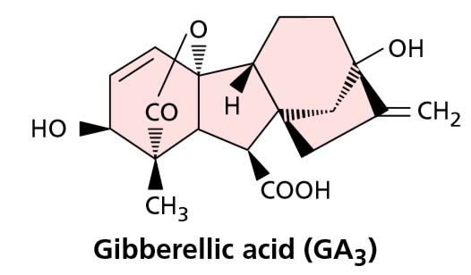 GA3