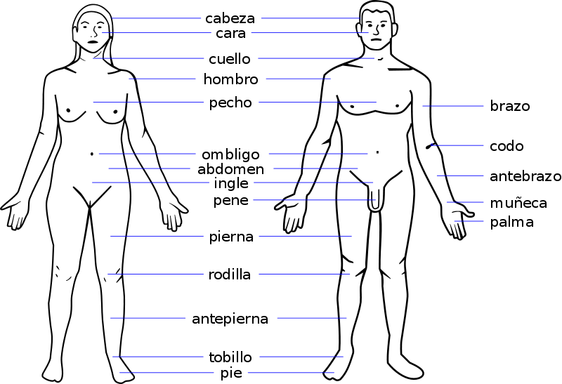 Parts of your body in Spanish