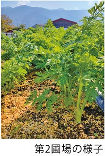農薬が化学肥料を使わない人参栽培　ロハスプラザ