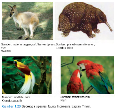 Ciri Ciri dan Tipe  Fauna  Indonesia Bagian Timur PINTU 