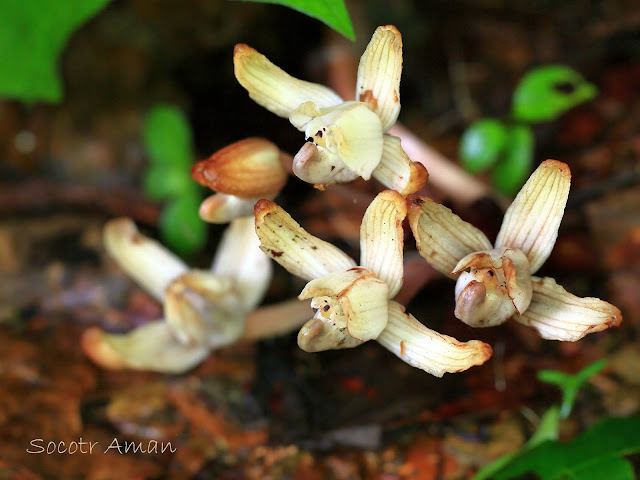 Yoania amagiensis