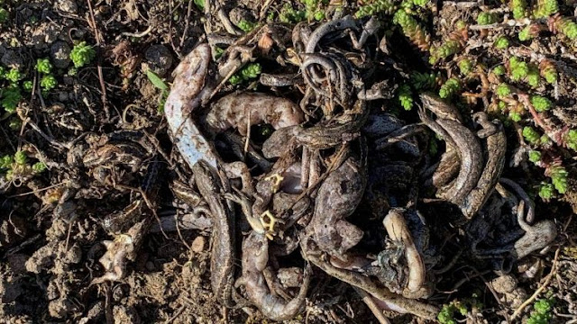 Remains of 28 New Zealand lizards said to have been devoured as a meal by a feral cat. Photo: Joe Sherriff
