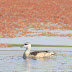 குள்ளத்தாரா [Cotton Pygmy Goose]