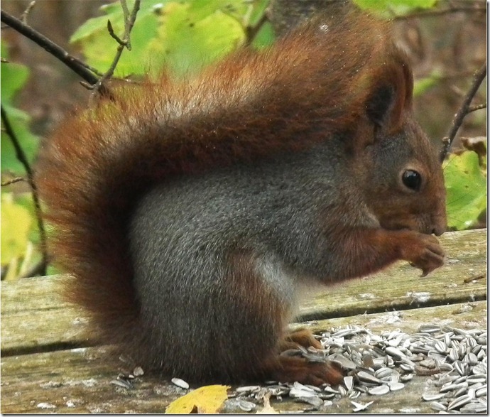 squrrel-gallnas-261011-01