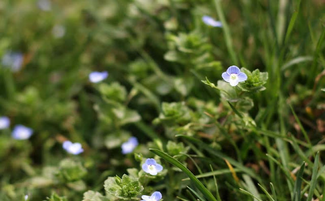 Veronica Persica Flowers Pictures