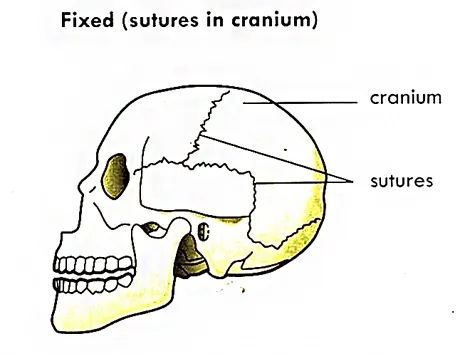 fixed joint (Sutures in cranium) types of joint in skeleton