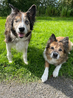 Two Sable & White Border Collies looking at the camera, one stood up, one lay down on grass