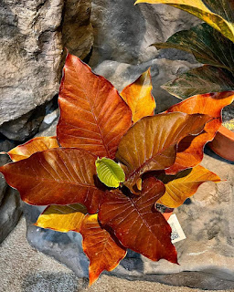 Ultra Rare Anthurium Foliage Price and Care Tips