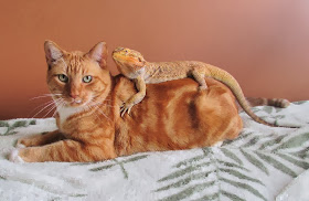 Funny animals of the week - 7 February 2014 (40 pics), lizard hugs cat picture