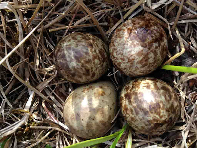 Unusual Bird Nests