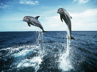 3d dolphin wallpaper 1