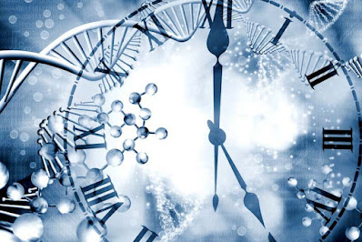 DNA clocks suggest ageing is pre-programmed in our cells