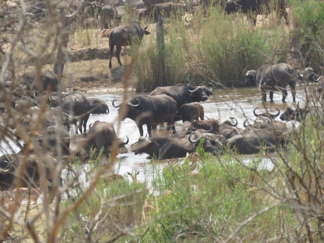 Kruger National Park Cape Buffalo