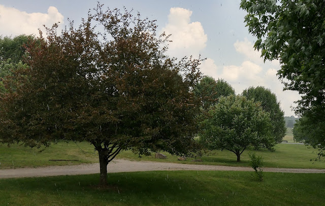 raindrops, summer, yard, trees, clouds, nature