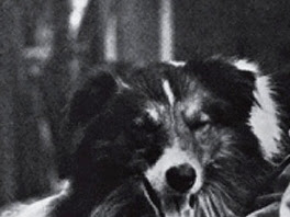 Blair: The First Canine Film Star
