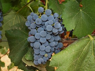 Garnacha peluda, borruda, vellosidad, envés de la hoja