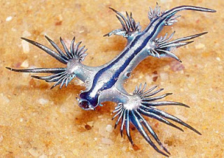 blue glaucus