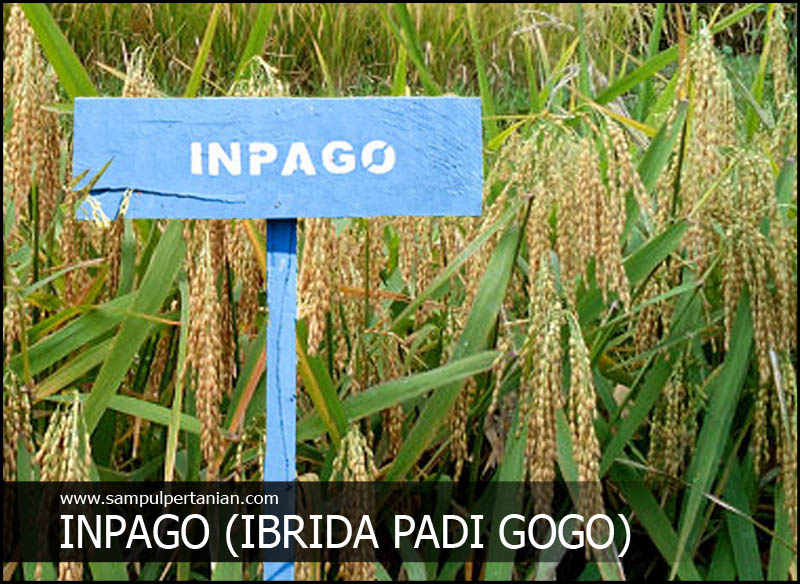 INPAGO adalah Inbrida Padi Gogo Pengertian Inpago 