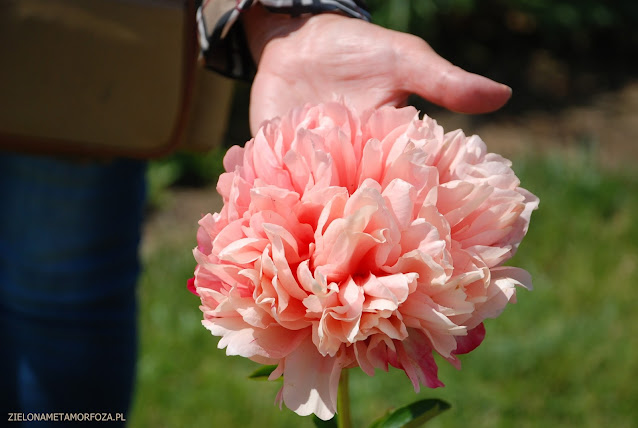 MARY JO LEGARE peonymax