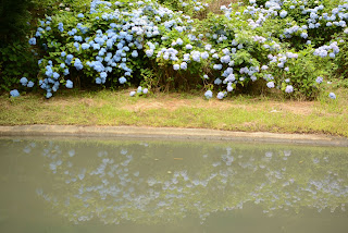 辰ノ口親水公園紫陽花園2020