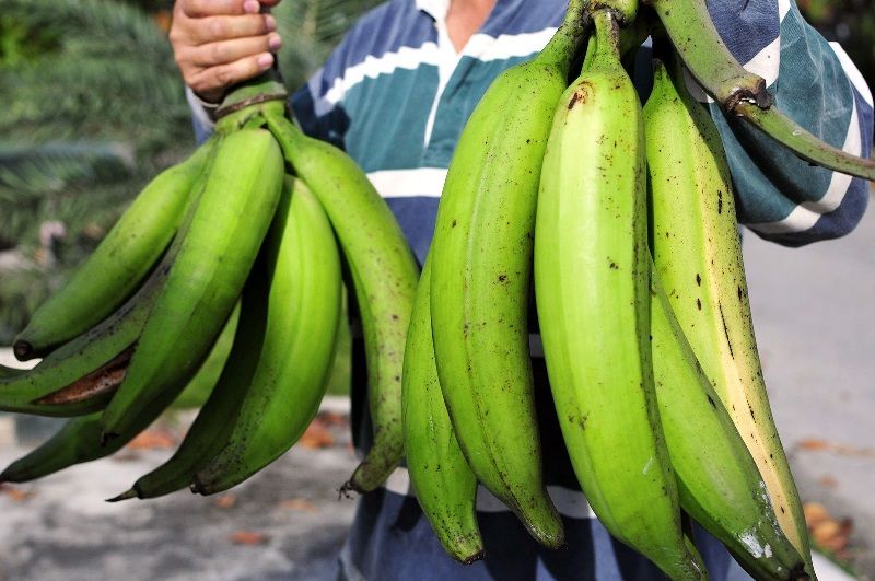 Berikut Adalah Jenis Jenis Pisang  Untuk Keripik Jenis 