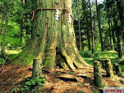 Pohon Sakeki, Jepang Pohon dari Jepang 