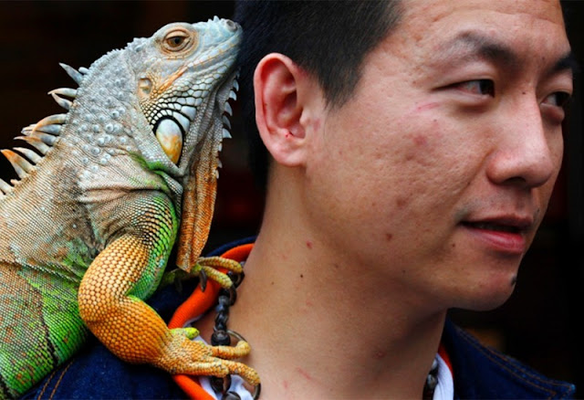 A resident of Taipei celebrates International Animal Day with his  iguana, He love to sit on his shoulder.