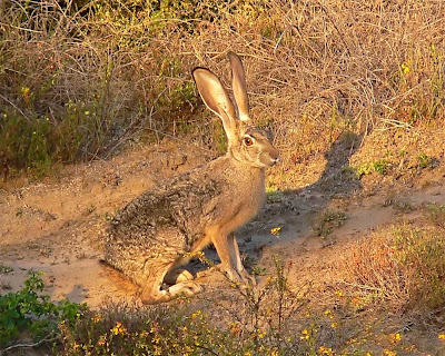 Jackrabbit wallpaper