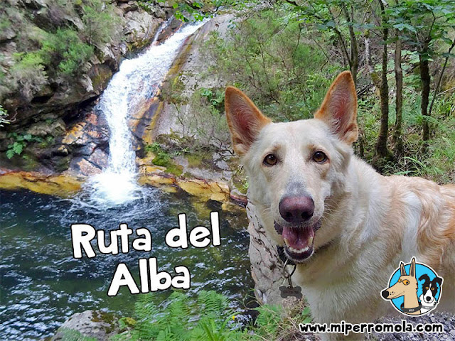 Can de Palleiro en la Ruta del Alba con Perros