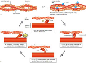 Diagramtic represenatation of skeletal musle contraction.