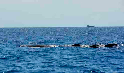 Sperm Whales near Utila