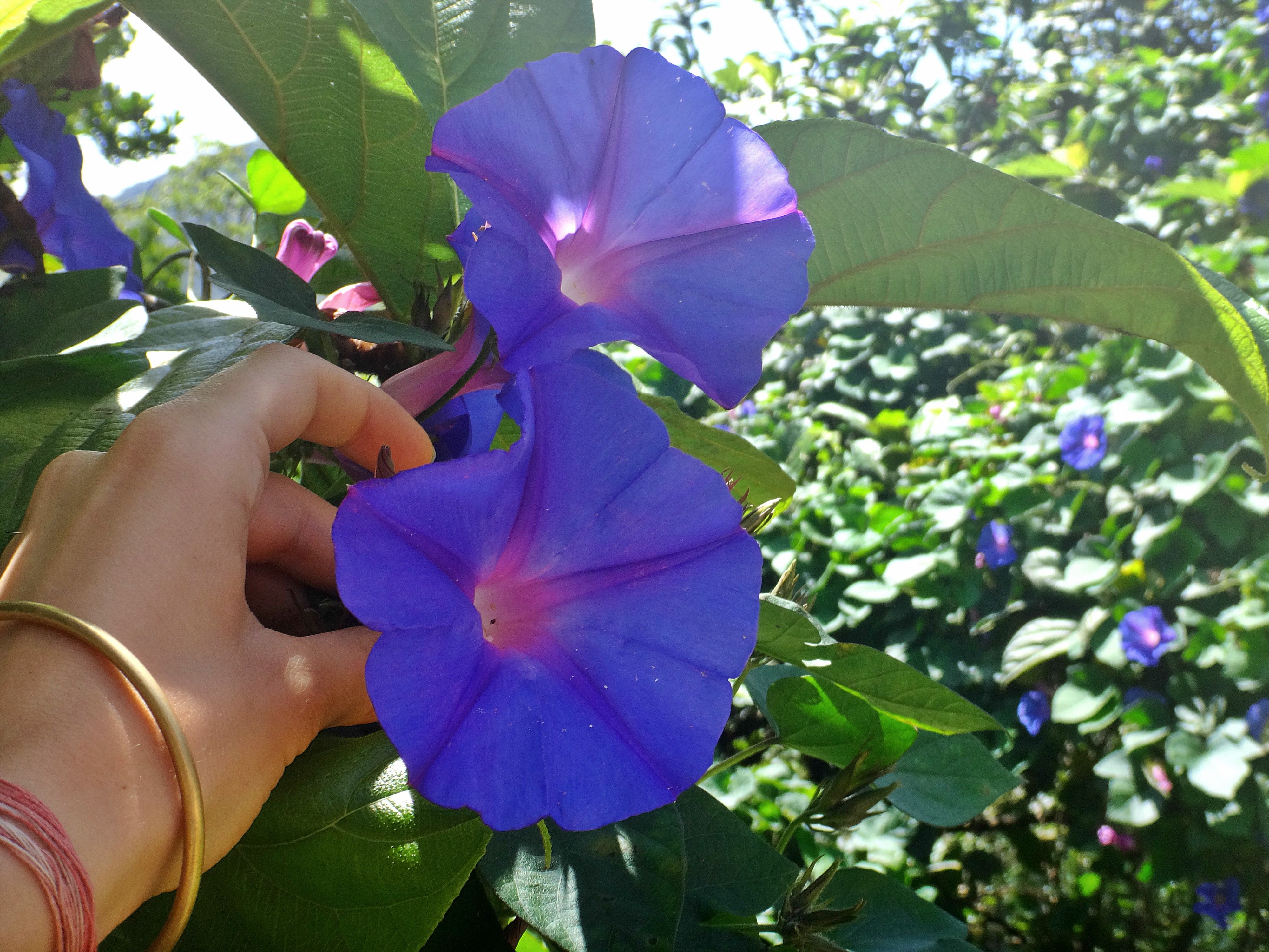 Munnar fleurs