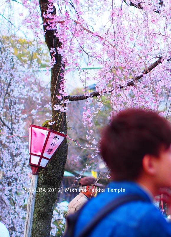 三嶋大社の桜祭り