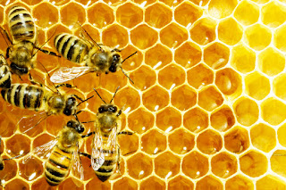 National Honey Bee Awareness Day